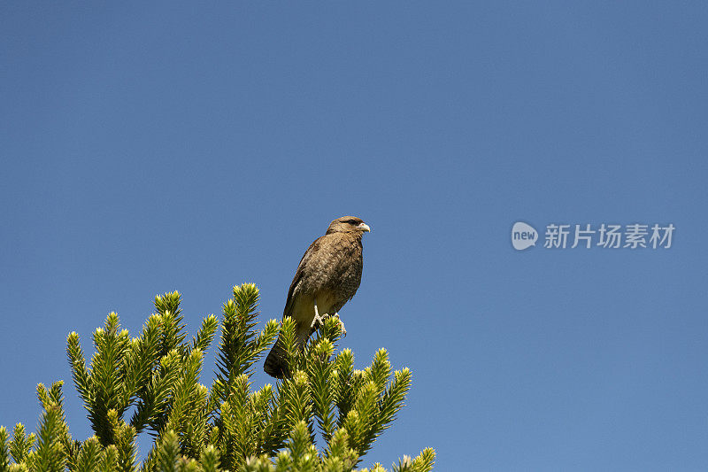 Chimango Caracara (Milvago ximango)